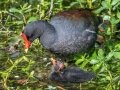 Common Gallinule - Wakodahatchee Wetlands - Palm Beach County, May 4, 2020