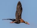 Black-bellied Whistling-Duck - Wakodahatchee Wetlands - Palm Beach County, May 4, 2020
