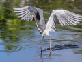 Tricolored Heron - Wakodahatchee Wetlands - Palm Beach County, May 4, 2020