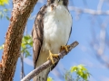 Short-tailed Hawk - Fort Zachary Taylor SP - Monroe County, May 2, 2022