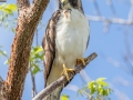 Short-tailed Hawk - Fort Zachary Taylor SP - Monroe County, May 2, 2022