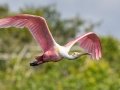 Roseate Spoonbill - Wakodahatchee Wetlands - Palm Beach County, May 4, 2020