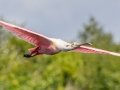 Roseate Spoonbill - Wakodahatchee Wetlands - Palm Beach County, May 4, 2020
