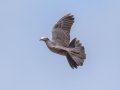 White-crowned Pigeon - Fort Zachary Taylor SP - Monroe County, May 2, 2022