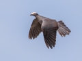 White-crowned Pigeon - Fort Zachary Taylor SP - Monroe County, May 2, 2022