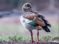 Egyptian Goose - Wakodahatchee Wetlands - Palm Beach County, May 4, 2020
