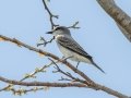 Gray Kingbird - Fort Zachary Taylor SP - Monroe County, May 2, 2022