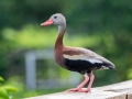 Black-bellied Whistling-Duck - Wakodahatchee Wetlands - Palm Beach County, May 4, 2020