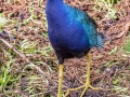 Purple Gallinule - Wakodahatchee Wetlands - Palm Beach County, May 4, 2020