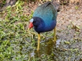 Purple Gallinule - Wakodahatchee Wetlands - Palm Beach County, May 4, 2020