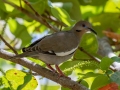 White-winged Dove - Fort Zachary Taylor SP - Monroe County, May 2, 2022