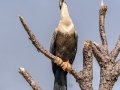 Anhinga - Wakodahatchee Wetlands - Palm Beach County, May 4, 2020