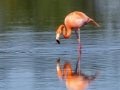 American Flamingo - St. Marks NWR--Lighthouse Pool & Flats , Florida, April 15, 2023