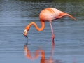 American Flamingo - St. Marks NWR--Lighthouse Pool & Flats , Florida, April 15, 2023