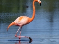 American Flamingo - St. Marks NWR--Lighthouse Pool & Flats , Florida, April 15, 2023