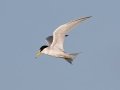 Least Tern - Dry Tortugas NP - Garden Key - Monroe County, May 1, 2022