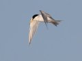 Least Tern - Dry Tortugas NP - Garden Key - Monroe County, May 1, 2022
