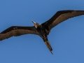 Magnificent Frigatebird - Dry Tortugas NP - Garden Key - Monroe County, May 1, 2022