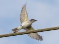 Gray Kingbird - Frog Pond WMA - Lucky Hammock - Miami-Dade County, April 29, 2022