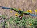 Nanday Parakeet - Fort De Soto Park - Pinellas County, April 21, 2022