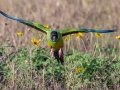 Nanday Parakeet - Fort De Soto Park - Pinellas County, April 21, 2022