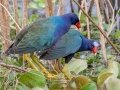 Purple Gallinules - Paynes Prairie SP - La Chua Trail - Alachua County, April 17, 2022