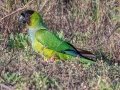Nanday Parakeet - Fort De Soto Park - Pinellas County, April 21, 2022