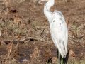 Little Blue Heron - Ten Thousand Islands NWR--Marsh Trail & Observation Tower - Collier County, April 26, 2022