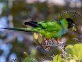 Nanday Parakeet - Fort De Soto Park - Pinellas County, April 21, 2022