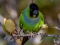 Nanday Parakeet - Fort De Soto Park - Pinellas County, April 21, 2022
