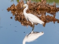 Snowy Egret - Ten Thousand Islands NWR--Marsh Trail & Observation Tower - Collier County, April 26, 2022