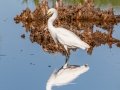 Snowy Egret - Ten Thousand Islands NWR--Marsh Trail & Observation Tower - Collier County, April 26, 2022