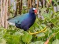 Purple Gallinule - Paynes Prairie SP - La Chua Trail - Alachua County, April 17, 2022