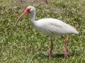 White Ibis - Joe Overstreet Rd and Landing - Osceola County, April 19, 2022