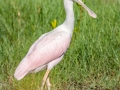 Roseate Spoonbill - Ten Thousand Islands NWR--Marsh Trail & Observation Tower - Collier County, April 26, 2022