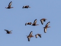Black-bellied Whistling-Ducks - Venice Rookery - Sarasota County, April 23, 2022