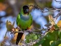 Nanday Parakeet - Fort De Soto Park - Pinellas County, April 21, 2022