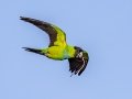Nanday Parakeet - Fort De Soto Park - Pinellas County, April 21, 2022