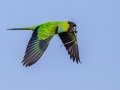 Nanday Parakeet - Fort De Soto Park - Pinellas County, April 21, 2022