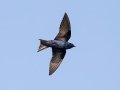Purple Martin - Venice Rookery - Sarasota County, April 23, 2022