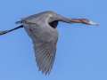 Little Blue Heron - Fort De Soto Park - Pinellas County, April 21, 2022