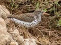 Spotted Sandpiper- Frog Pond WMA - Lucky Hammock - Miami-Dade County, April 29, 2022