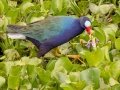Purple Gallinule - Paynes Prairie SP - La Chua Trail - Alachua County, April 17, 2022