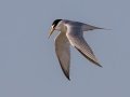 Least Tern - Fort De Soto Park - Pinellas County, April 21, 2022