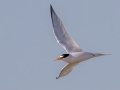 Least Tern - Fort De Soto Park - Pinellas County, April 21, 2022