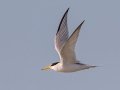 Least Tern - Fort De Soto Park - Pinellas County, April 21, 2022