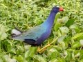 Purple Gallinule - Paynes Prairie SP - La Chua Trail - Alachua County, April 17, 2022