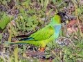 Nanday Parakeet - Fort De Soto Park - Pinellas County, April 21, 2022