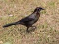 Common Grackle - Venice Rookery - Sarasota County, April 23, 2022