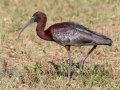 Glossy Ibis - Venice Rookery - Sarasota County, April 23, 2022